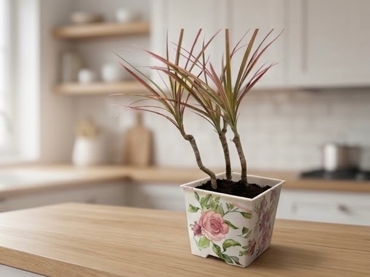 植心綠意